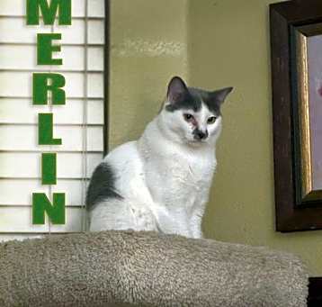 Photo of Merlin