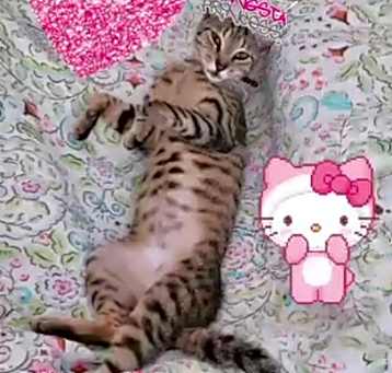 Photo of Roxy