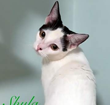 Photo of Shyla