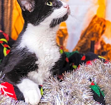 Photo of Oreo