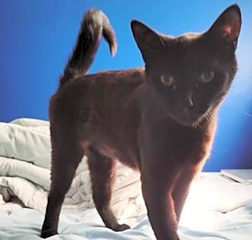 Photo of Blossom