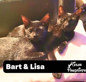 Photo of Bonded Bart & Lisa
