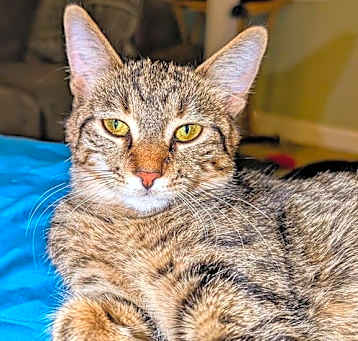 Photo of C266 litter Suni lee