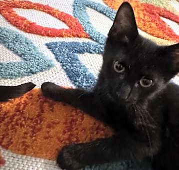 Photo of Snicker