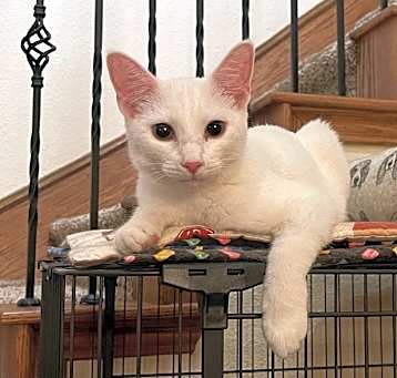 Photo of Cricket