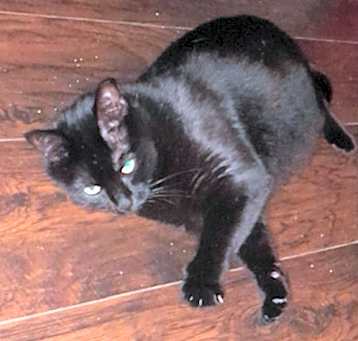 Photo of Sassy - Courtesy Post