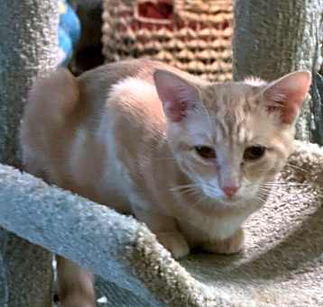 Photo of Dumbo