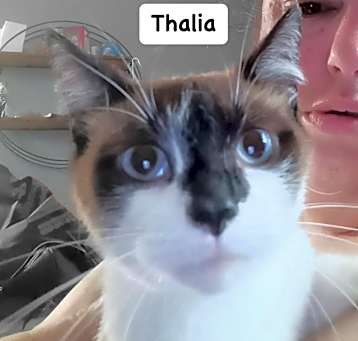 Photo of Thalia