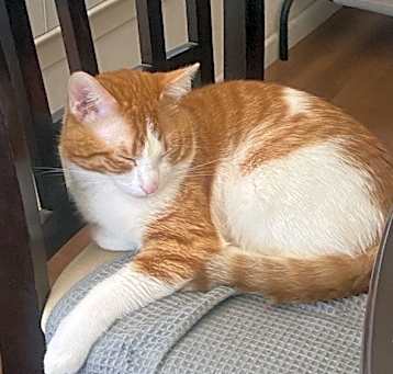 Photo of Nemo