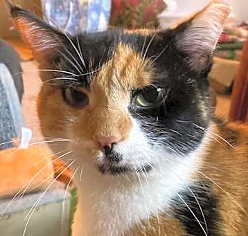 Photo of Scarlet (with Tux)