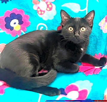 Photo of KITTEN IRIS