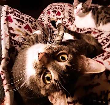 Photo of MIA - Offered by Owner - Looking 4 a Single Cat?