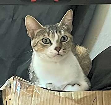 Photo of Tigger Mom