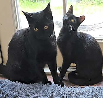 Photo of Sylvester & Tiffany