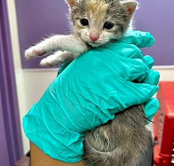 Photo of Pip