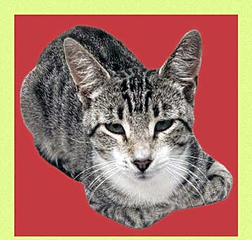 Photo of Joey