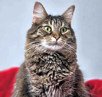 Photo of Missy Moo