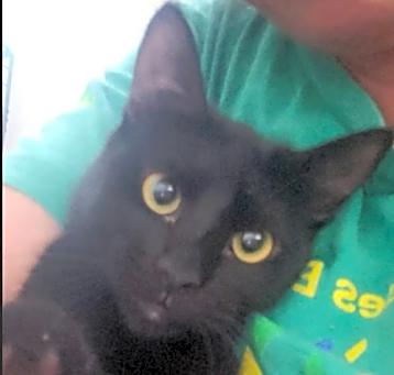 Photo of Gretel #cute-mini-panther