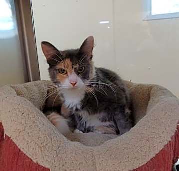Photo of Indie