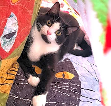 Photo of Orzo (Bonded with Fettuccine)