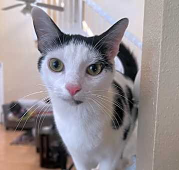 Photo of Fettuccine (Bonded with Orzo)