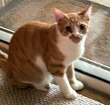Photo of Rusty