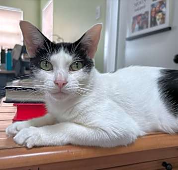 Photo of Star