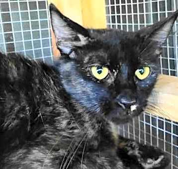 Photo of A-Tora - Barn Cat