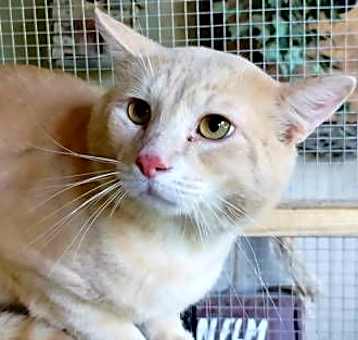 Photo of A-Peaches - Barn Cat