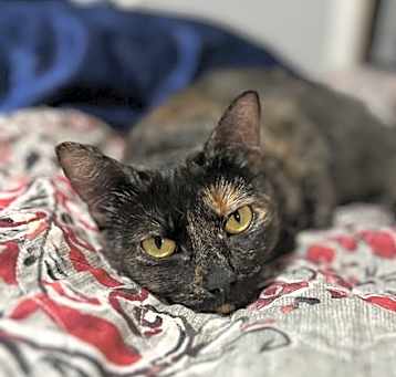 Photo of Cricket K