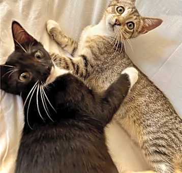 Photo of Alpha N Bravo