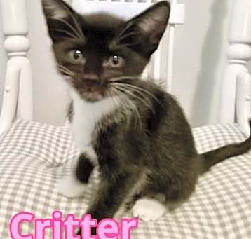 Photo of Critter