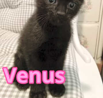 Photo of Venus