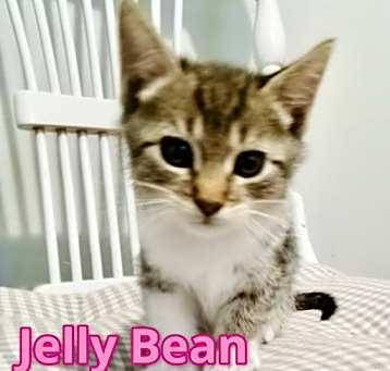 Photo of Jelly Bean