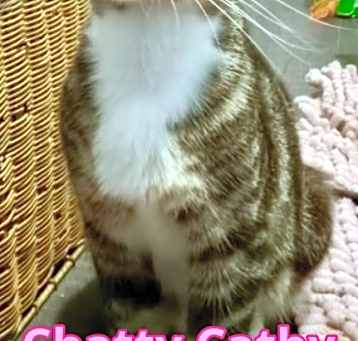 Photo of Chatty Cathy