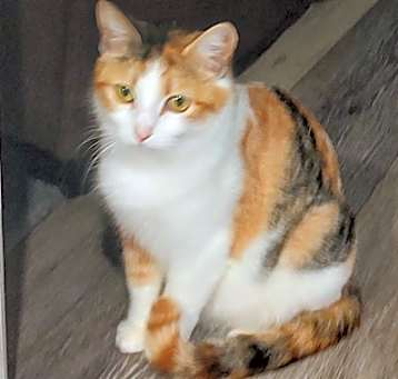 Photo of Lady Chatterly