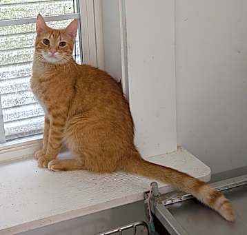 Photo of Tig