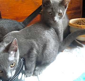 Photo of Nebula (w/ Astra)