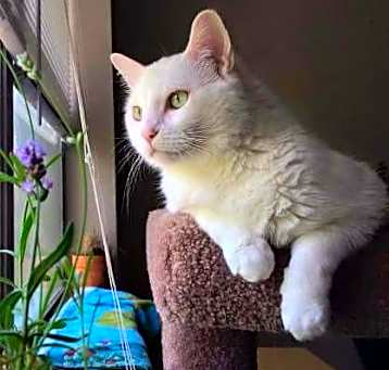 Photo of Daisy (Declawed)