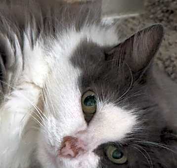 Photo of Pearl - Sponsored by Alison W.