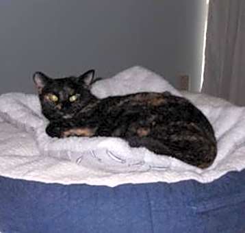 Photo of Tika (Courtesy Post)