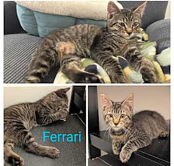 Photo of Ferrari