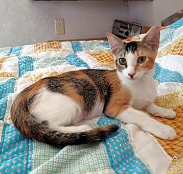 Photo of Scribbles
