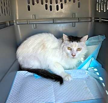 Photo of Clementine