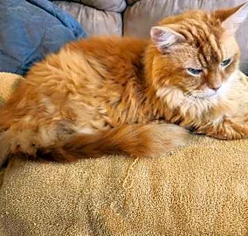 Photo of MR. ORANGE (COURTESY POST)