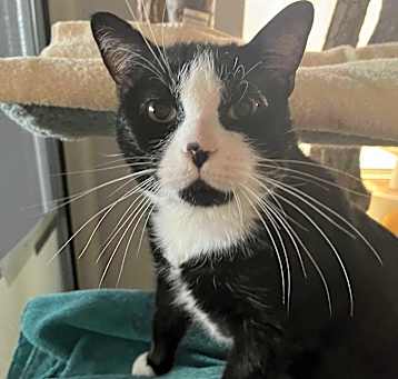 Photo of TUX