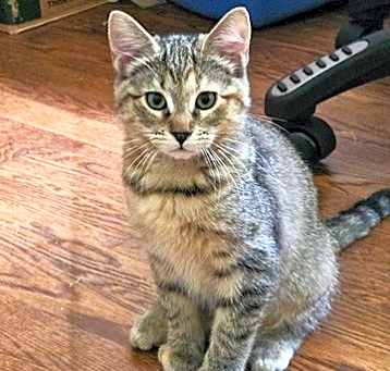 Photo of Rain 'n Riley-Bonded Sisters