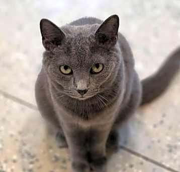 Photo of Char