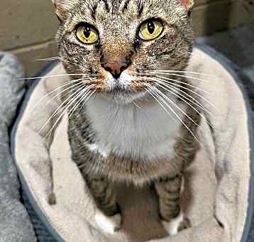 Photo of Domino