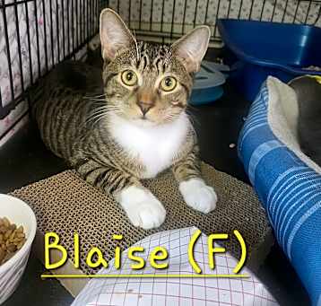 Photo of Blaise